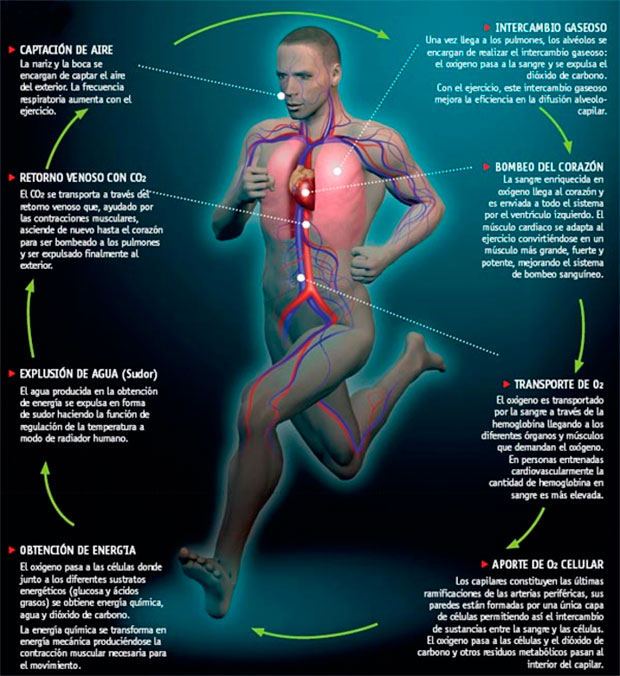 En TodoMountainBike: El sistema cardiovascular de un deportista. ¿Cómo funciona?