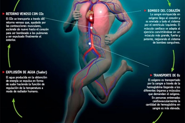 El sistema cardiovascular de un deportista. ¿Cómo funciona?