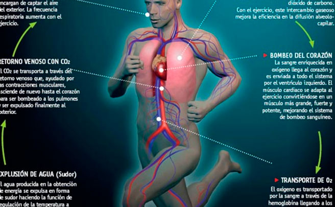 Resultado de imagen para el sistema cardio respiratorio en el deporte