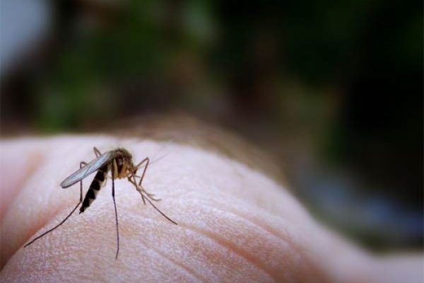 Repelentes para insectos de Lifesystems. Los más eficaces para deportistas aventureros