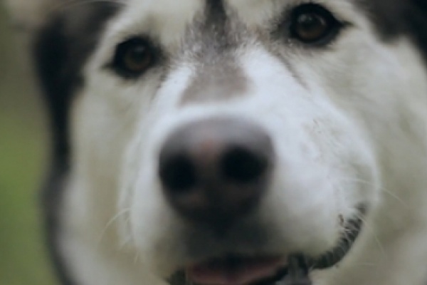 Video: "Doggin´ It", otro divertido video sobre bicicletas rodando y mascotas corriendo