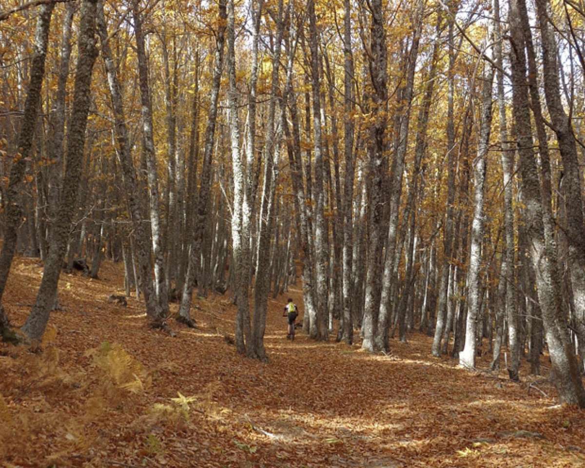 La foto del día en TodoMountainBike: 'El bosque dorado de El Tiemblo'