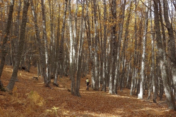 La foto del día en TodoMountainBike: "El bosque dorado de El Tiemblo"