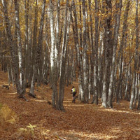 La foto del día en TodoMountainBike: "El bosque dorado de El Tiemblo"