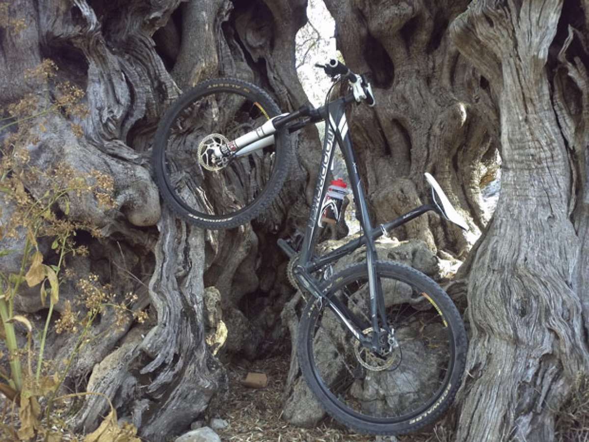 La foto del día en TodoMountainBike: 'Un alto entre olivos'