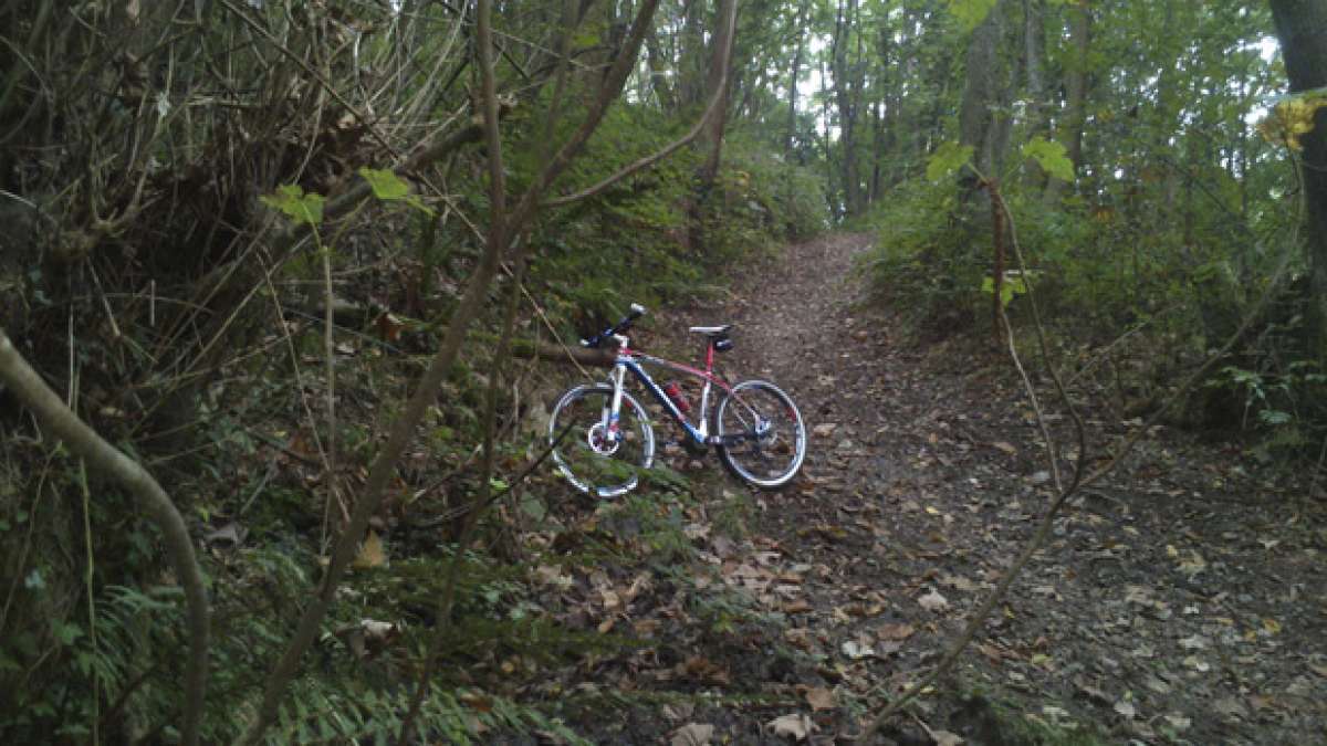 La foto del día en TodoMountainBike: 'Bosque encantado'