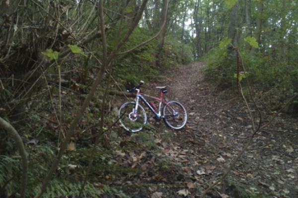 La foto del día en TodoMountainBike: "Bosque encantado"
