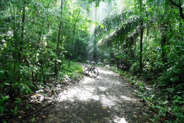 La foto de la semana en TodoMountainBike: "Cocoa Plantation. Camino de la Plantación Las Cascadas (Panamá)"