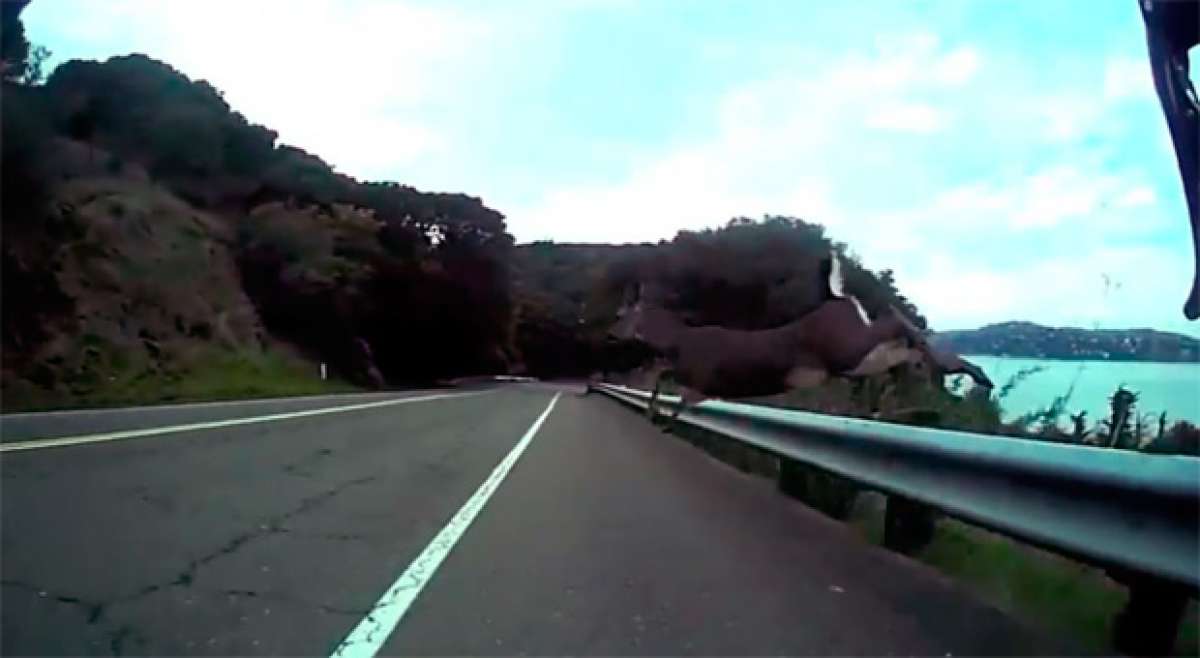 El impresionante y terrorífico accidente de un ciclista chocando con un ciervo