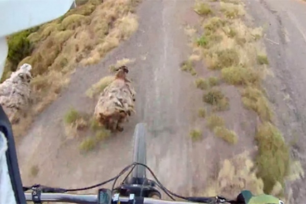 Ciclistas Versus Animales: Una peligrosa combinación
