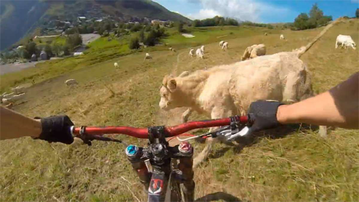 Un ciclista + Una ruta de montaña + Una vaca = Hostión imprevisible