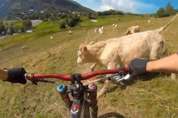 Un ciclista + Una ruta de montaña + Una vaca = Hostión imprevisible