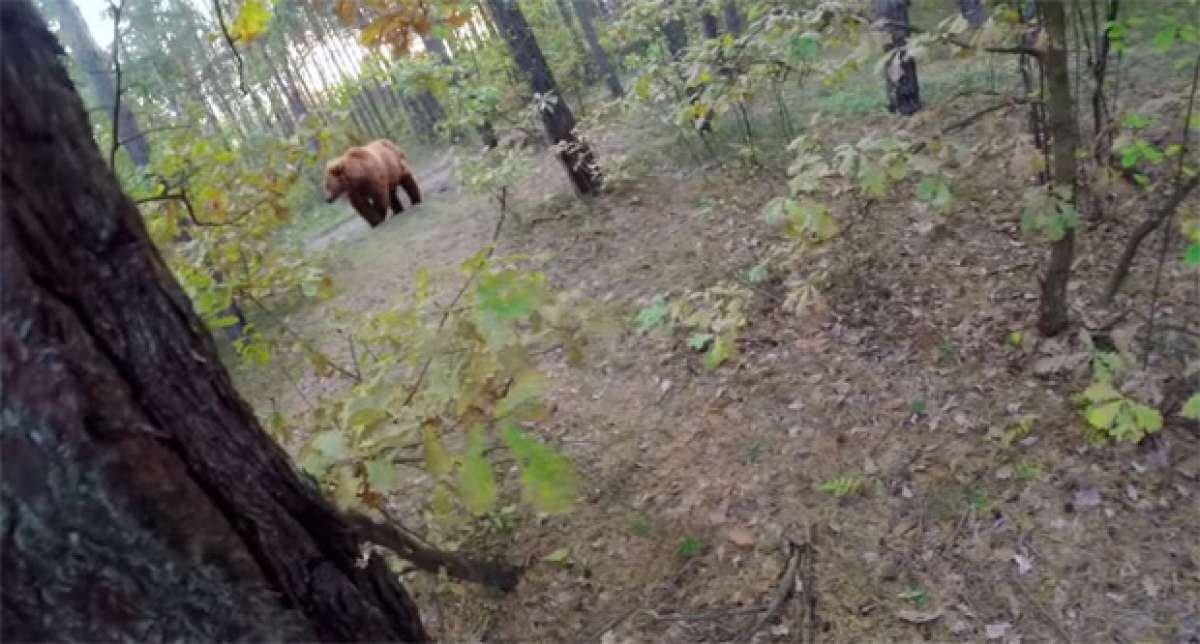 Pedalear o morir... El ataque de un gran oso pardo a un ciclista de montaña