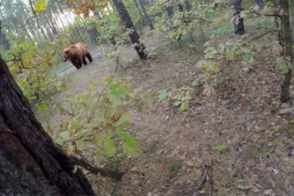 Pedalear o morir... El ataque de un gran oso pardo a un ciclista de montaña