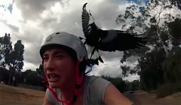 Ciclistas y urracas... ¿Una mala combinación?