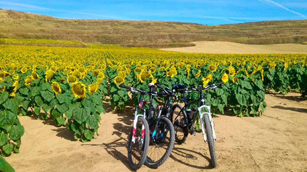 La foto del día en TodoMountainBike: 'Girasoles entre rastrojos'