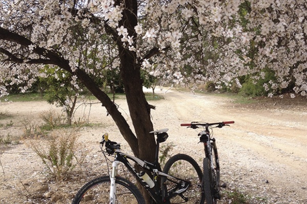 La foto del día en TodoMountainBike: "Almendros en flor (Marbella)"