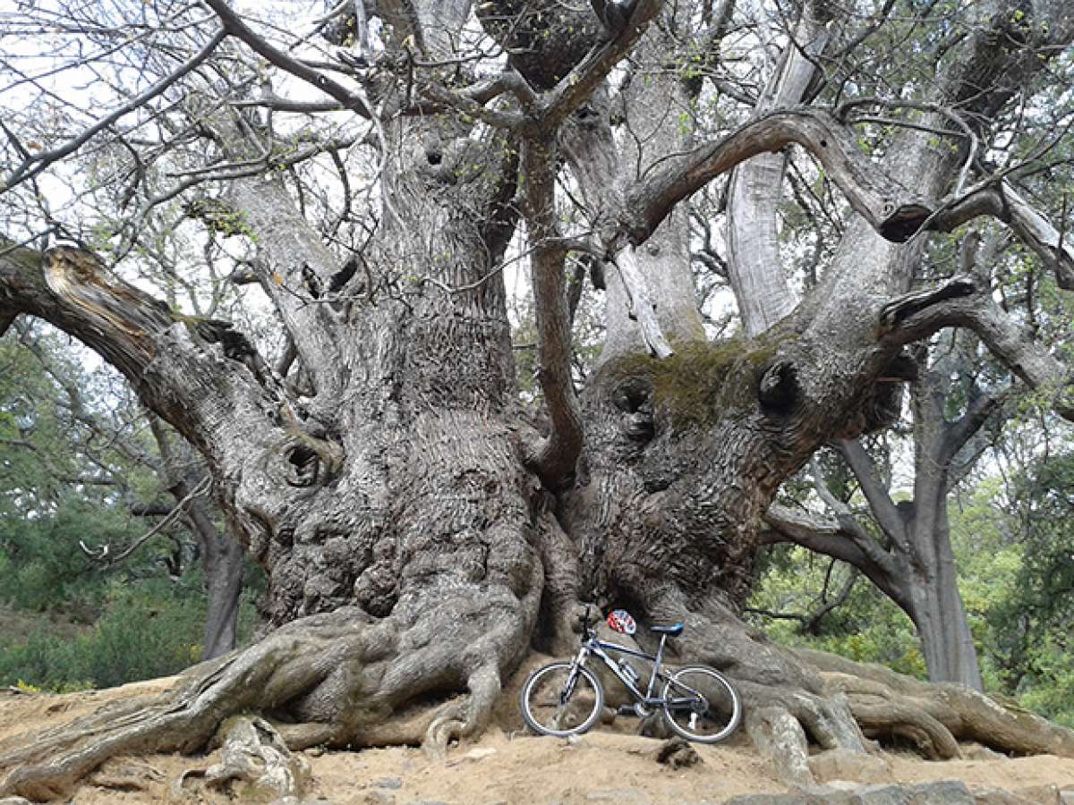 La foto del día en TodoMountainBike: 'Castaño Santo'