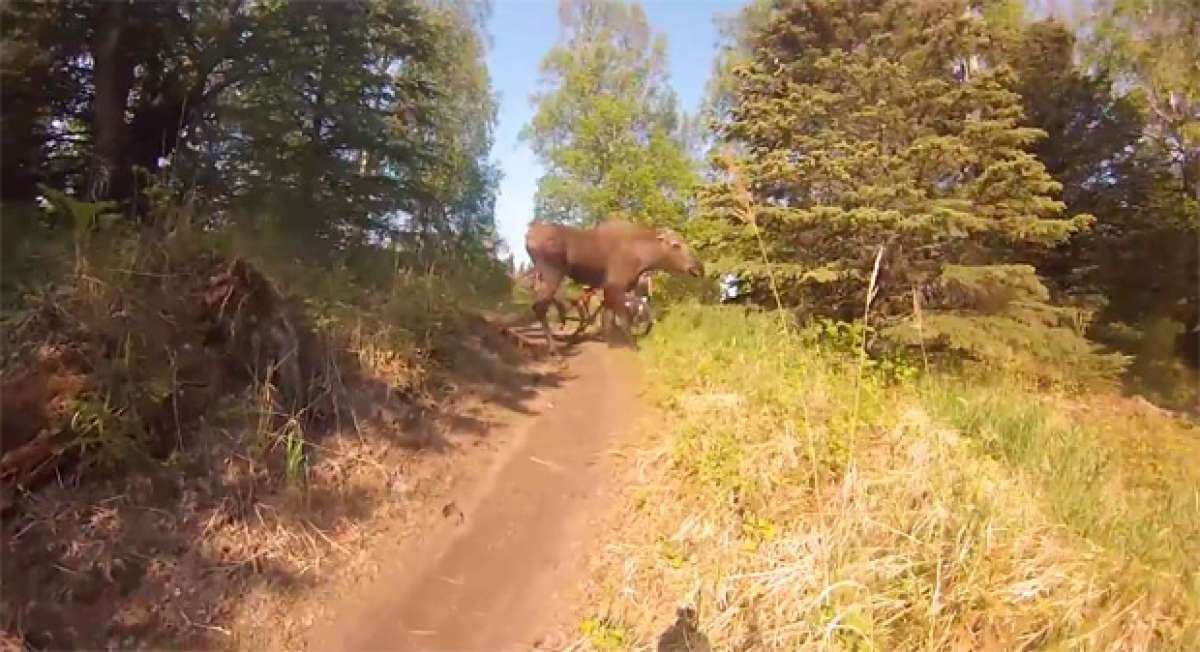 Cuatro ciclistas + una ruta de montaña + dos crías de alce = Una mamá alce con muy malas pulgas