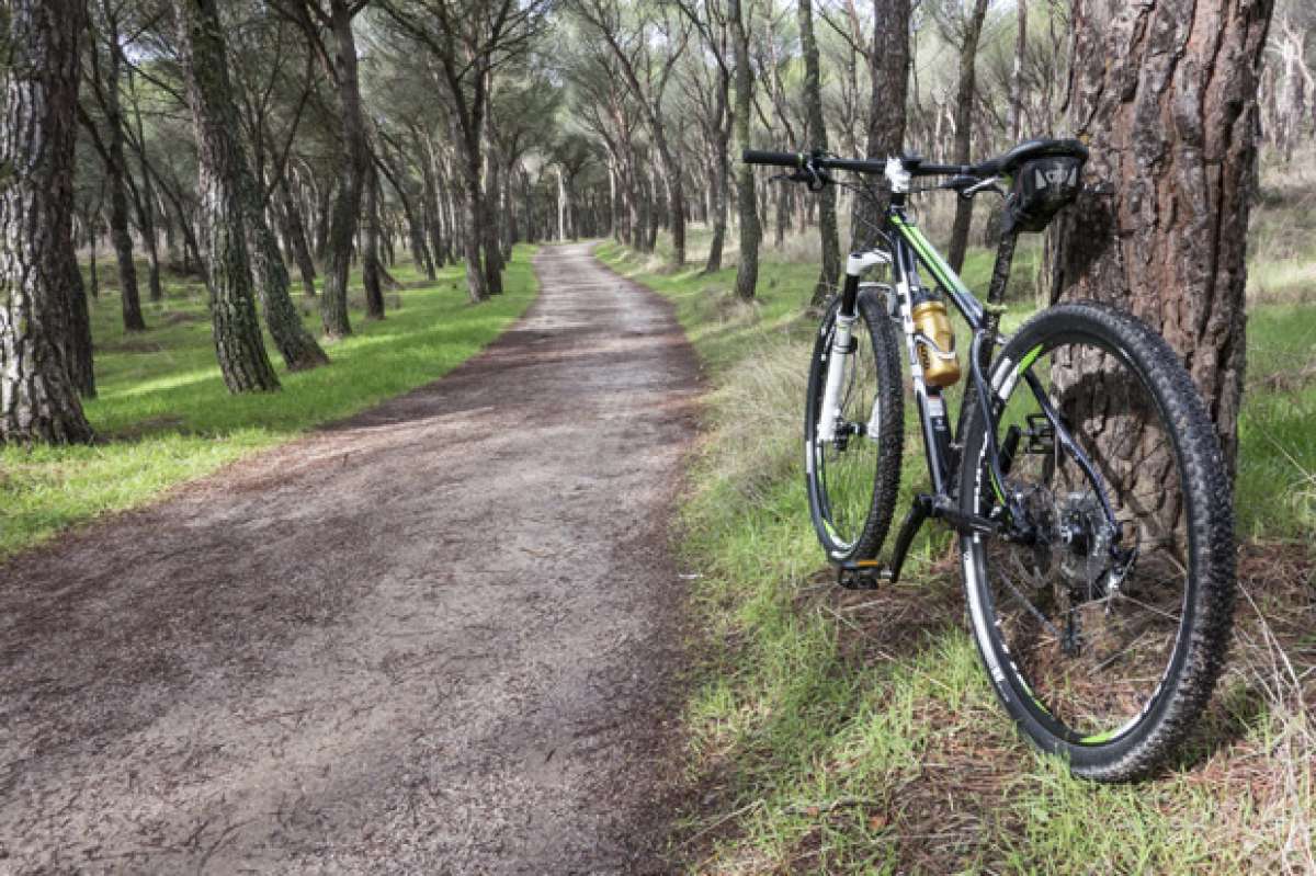 La foto del día en TodoMountainBike: 'ENTREPINOS'