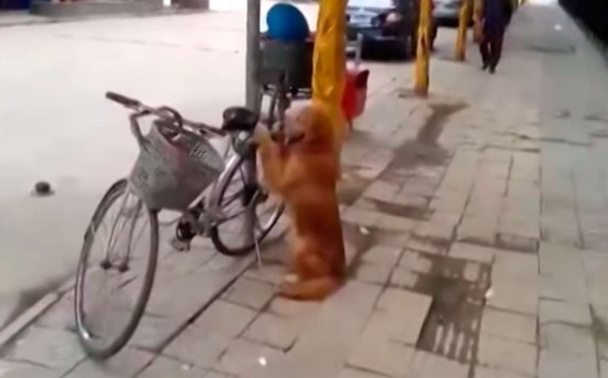 ¿El mejor antirrobo para una bicicleta? Un perro adiestrado