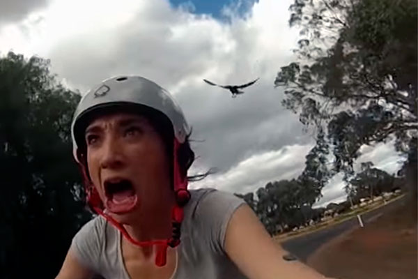 Ciclistas y urracas... ¿Una mala combinación?