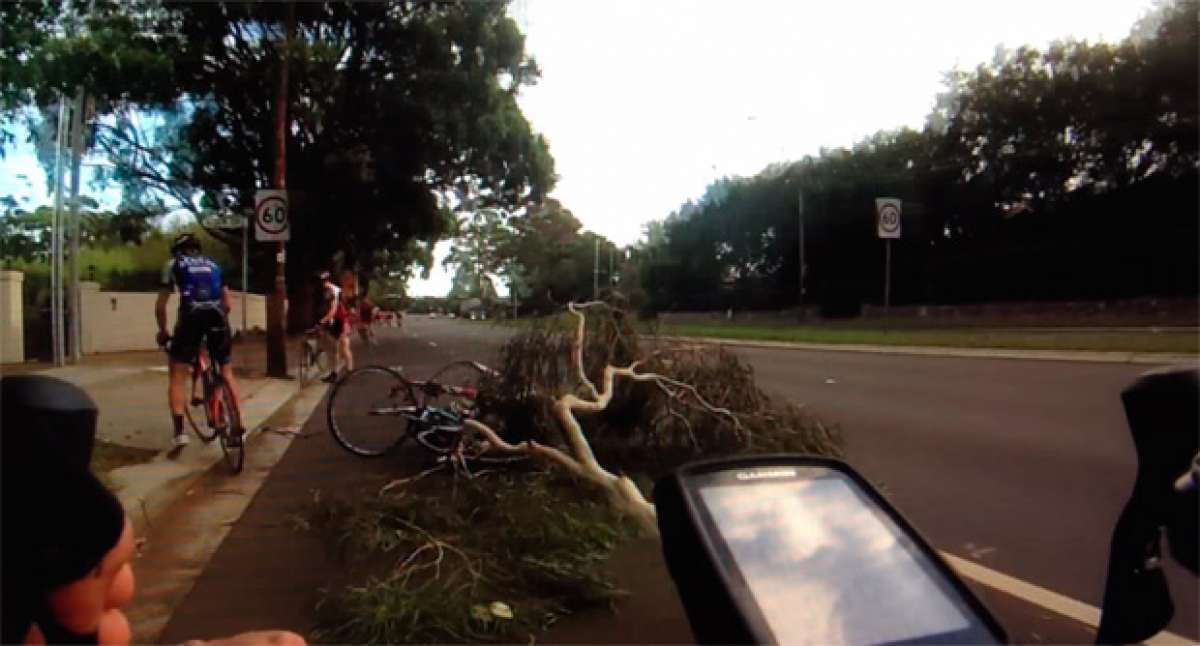 Así se parte un árbol justo encima de un grupo de ciclistas