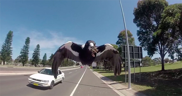 Así ataca un 'verdugo flautista' (especie de urraca) a un ciclista australiano