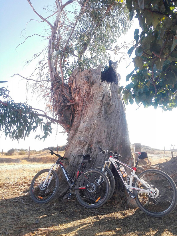 La foto del día en TodoMountainBike: 'Un viejo eucalipto'