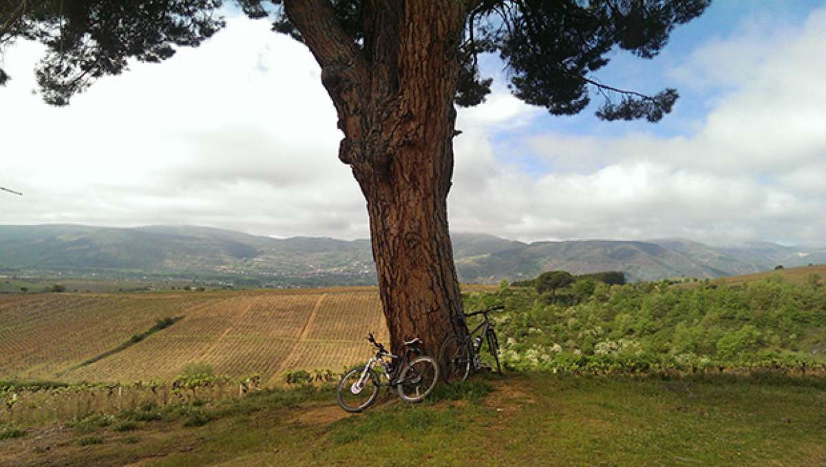 La foto del día en TodoMountainBike: 'Viñedo en el Camino de Santiago'