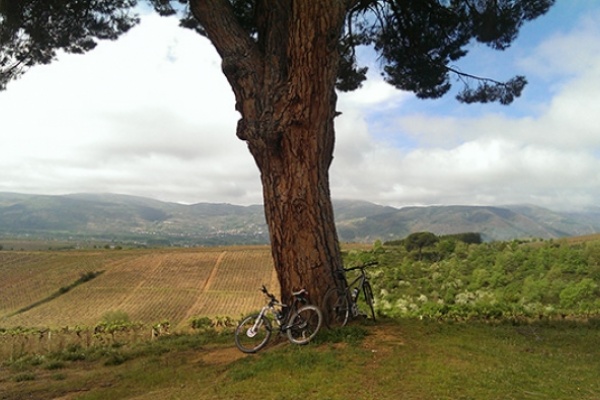 La foto del día en TodoMountainBike: "Viñedo en el Camino de Santiago"