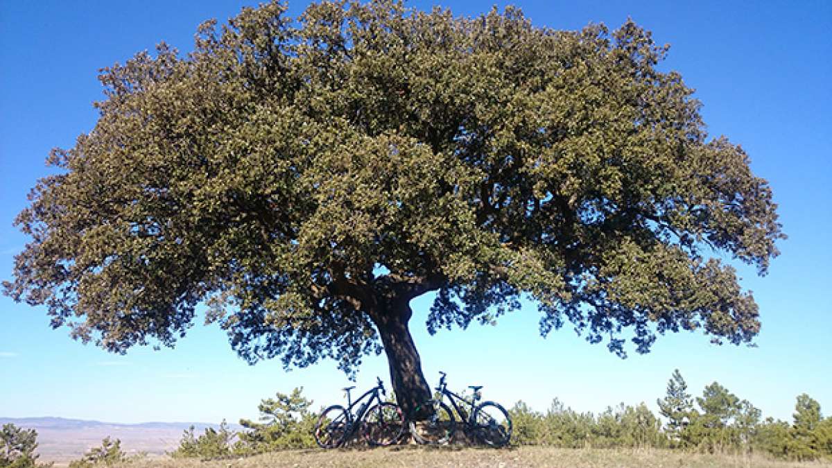 La foto del día en TodoMountainBike: 'Carrasca milenaria en Sierra Palomera'