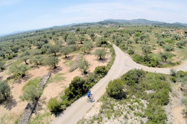 La foto del día en TodoMountainBike: "Campos de olivos de El Perelló desde un Dron"