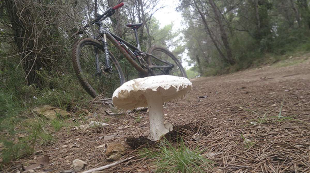 La foto del día en TodoMountainBike: 'Época de Bolets'