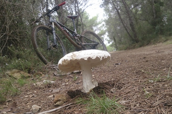 La foto del día en TodoMountainBike: "Época de Bolets"