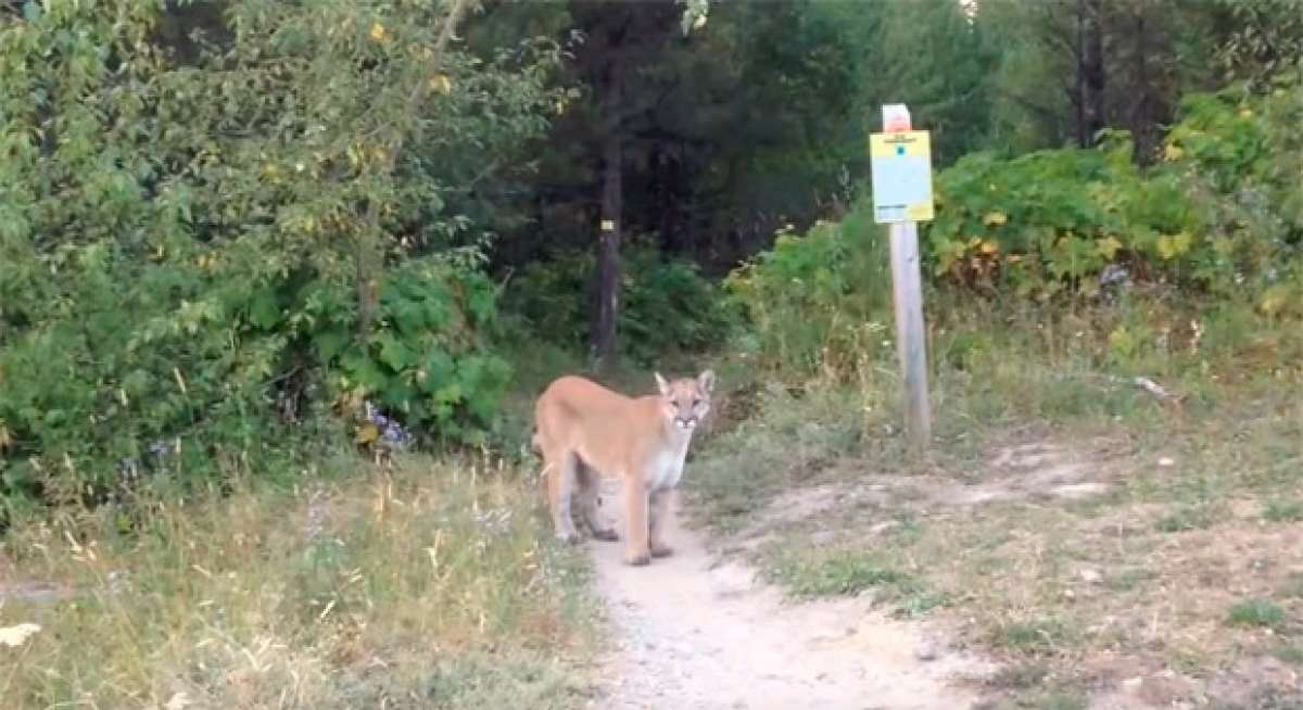 Terrorífico encuentro entre un ciclista y un puma salvaje en la Columbia Británica de Canadá