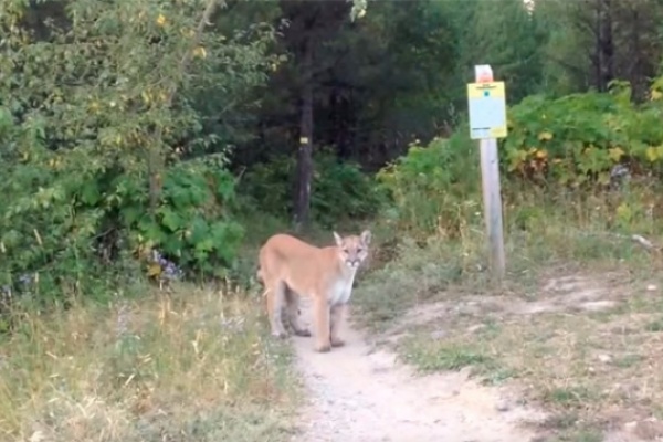 Terrorífico encuentro entre un ciclista y un puma salvaje en la Columbia Británica de Canadá
