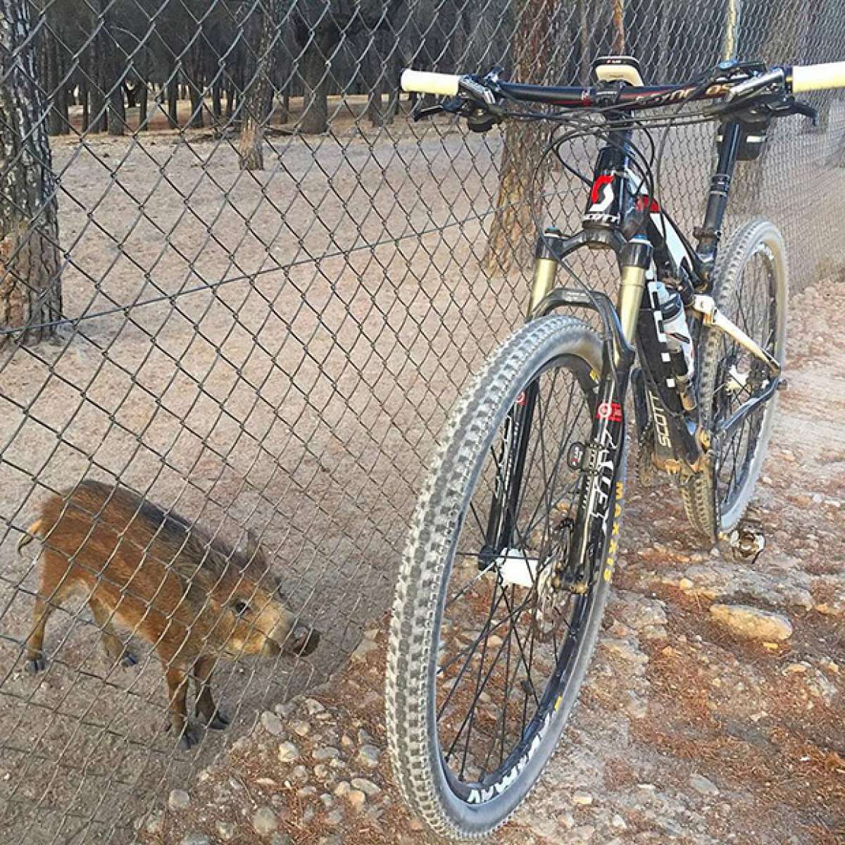 La foto del día en TodoMountainBike: 'Jabalí en El Pardo (Madrid)'