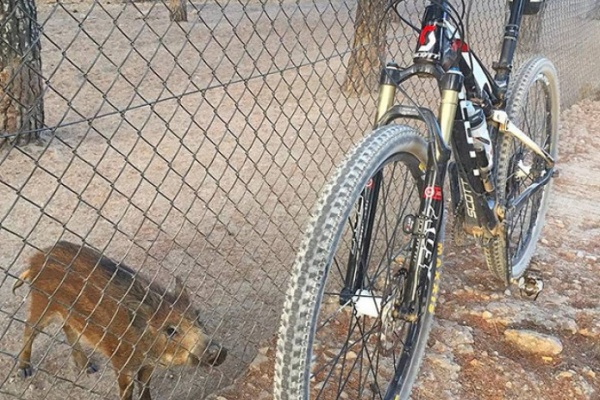 La foto del día en TodoMountainBike: "Jabalí en El Pardo (Madrid)"