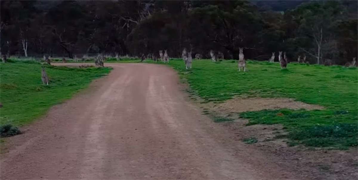 Pedaleando 'entre canguros' en el Hawkstowe Park de Australia