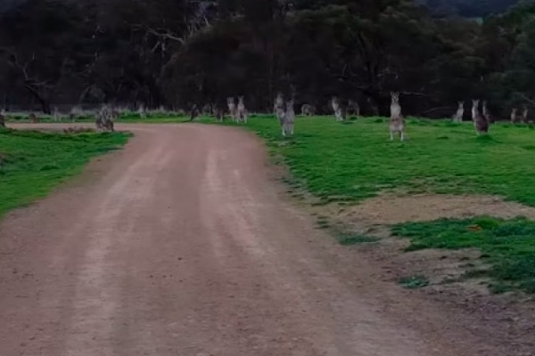 Pedaleando "entre canguros" en el Hawkstowe Park de Australia