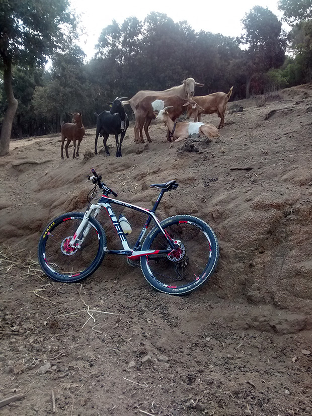 La foto del día en TodoMountainBike: 'Si suben las cabras subo yo'