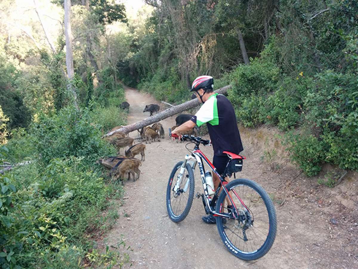 La foto del día en TodoMountainBike: 'Sorteando obstáculos'