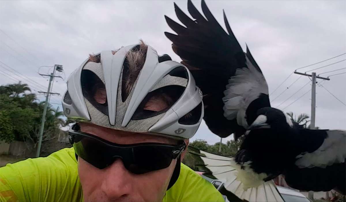 En TodoMountainBike: Así ataca un 'verdugo flautista' (especie de urraca) a un ciclista australiano