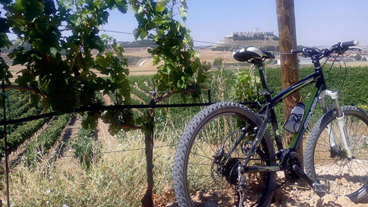 La foto del día en TodoMountainBike: 'Viñedos de Ribera del Duero'