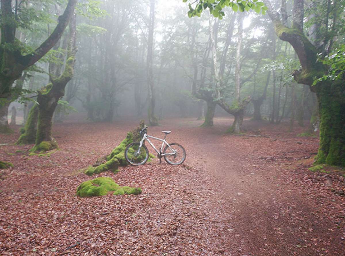 En TodoMountainBike: La foto del día en TodoMountainBike: 'Bosque mágico'