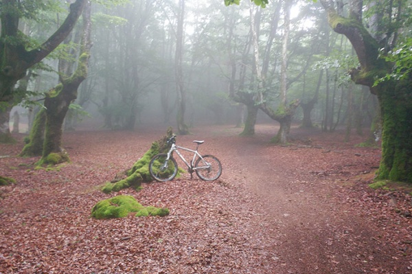 La foto del día en TodoMountainBike: "Bosque mágico"
