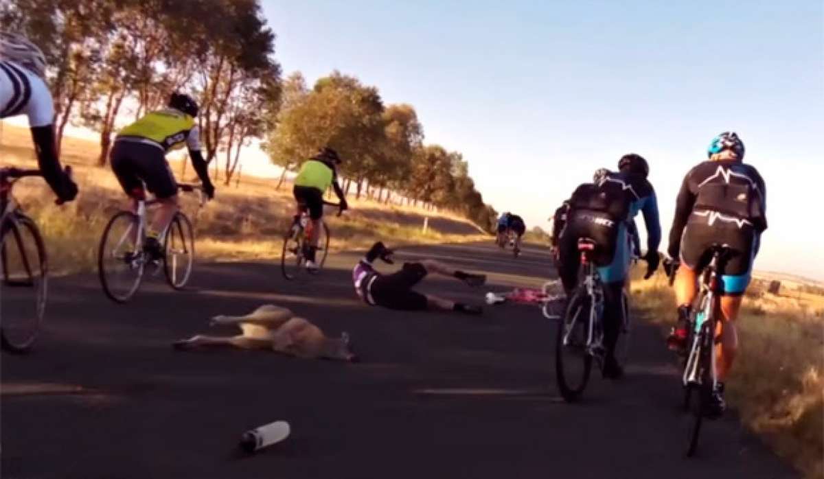 Espeluznante accidente de un ciclista embestido por un canguro