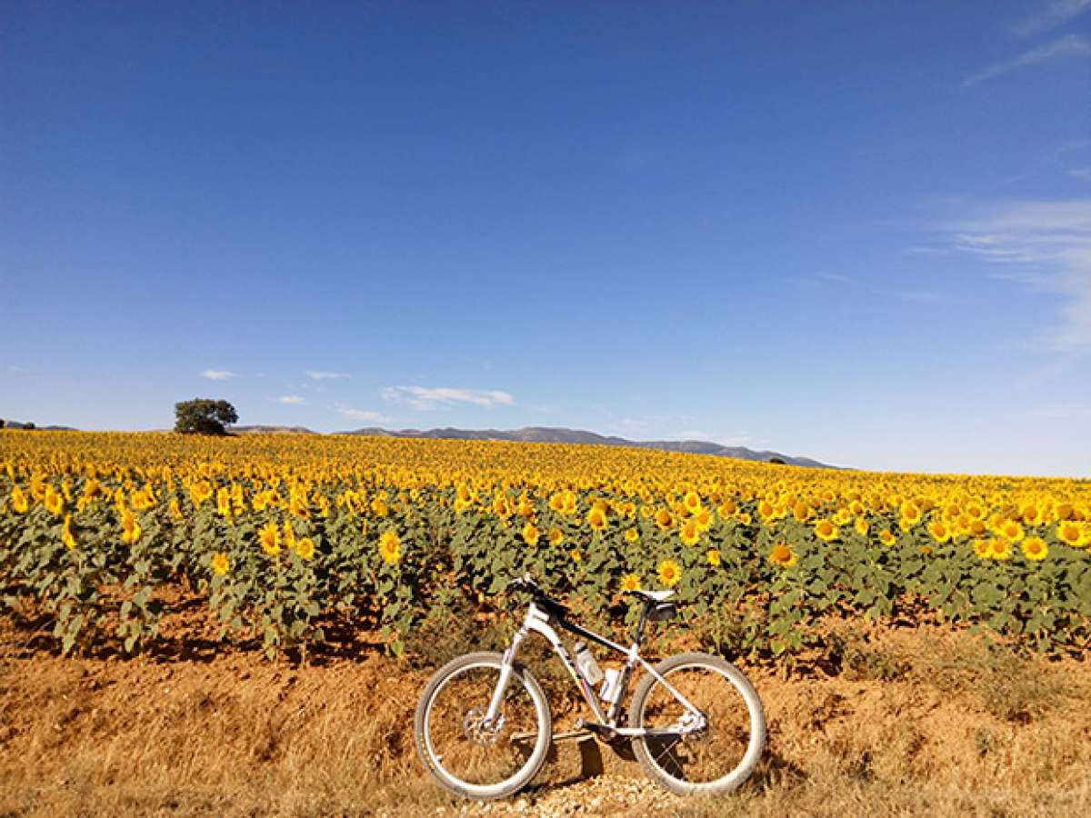 En TodoMountainBike: La foto del día en TodoMountainBike: 'Campo de girasoles'