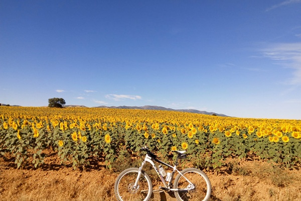 La foto del día en TodoMountainBike: "Campo de girasoles"